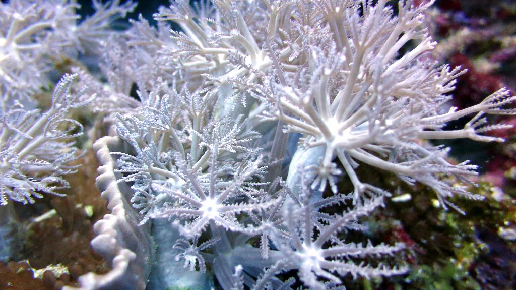 Bohol, Balicasag - Divers Heaven