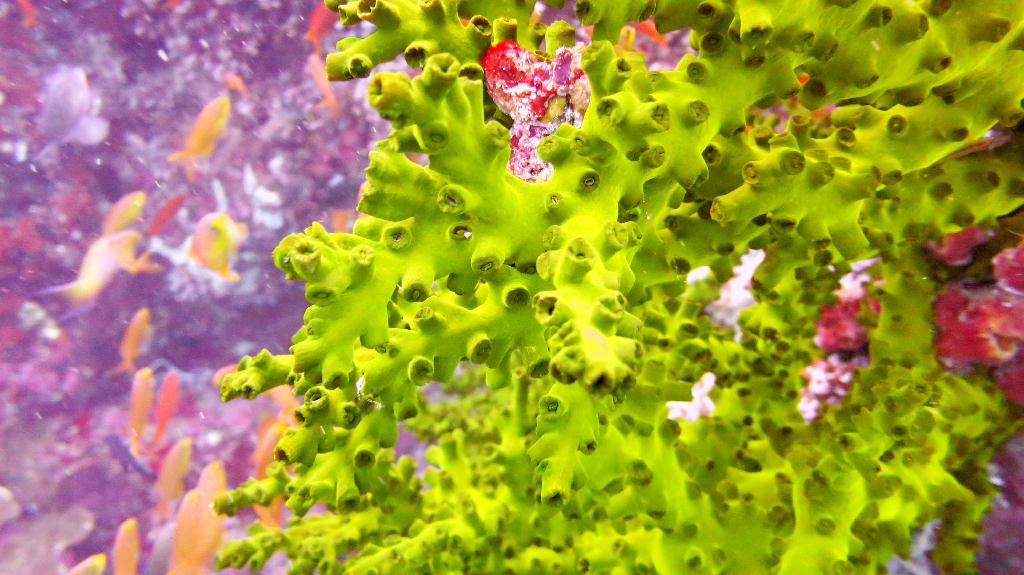 Bohol, Balicasag - Divers Heaven