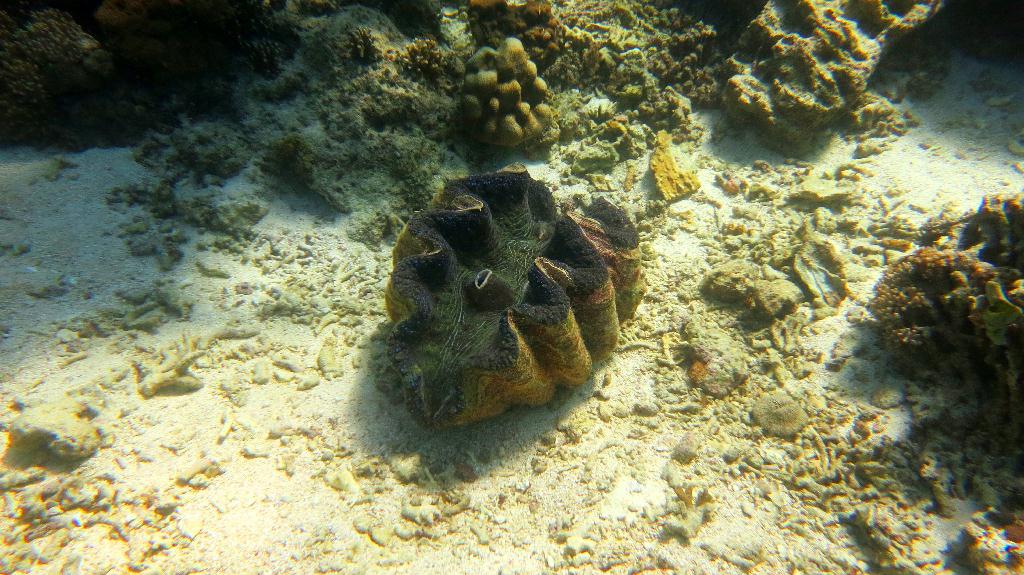 Bohol, Balicasag Island - Sanctuary