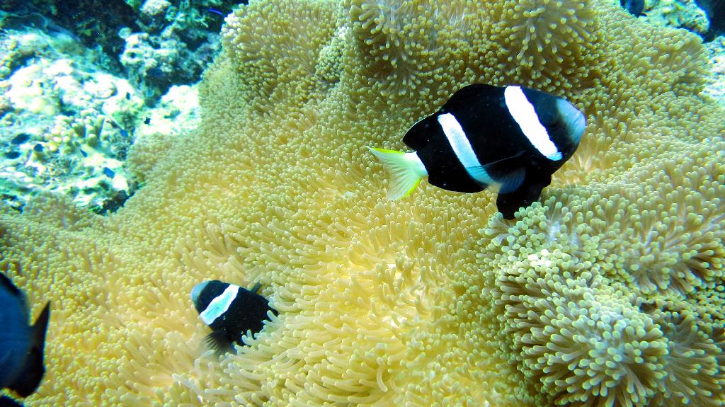Bohol - Arco point