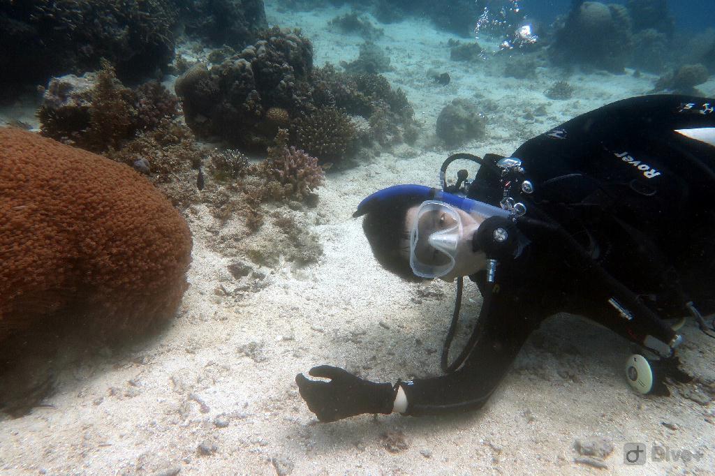 fun dive - bohol,菲律宾 - kalipayan,panglao
