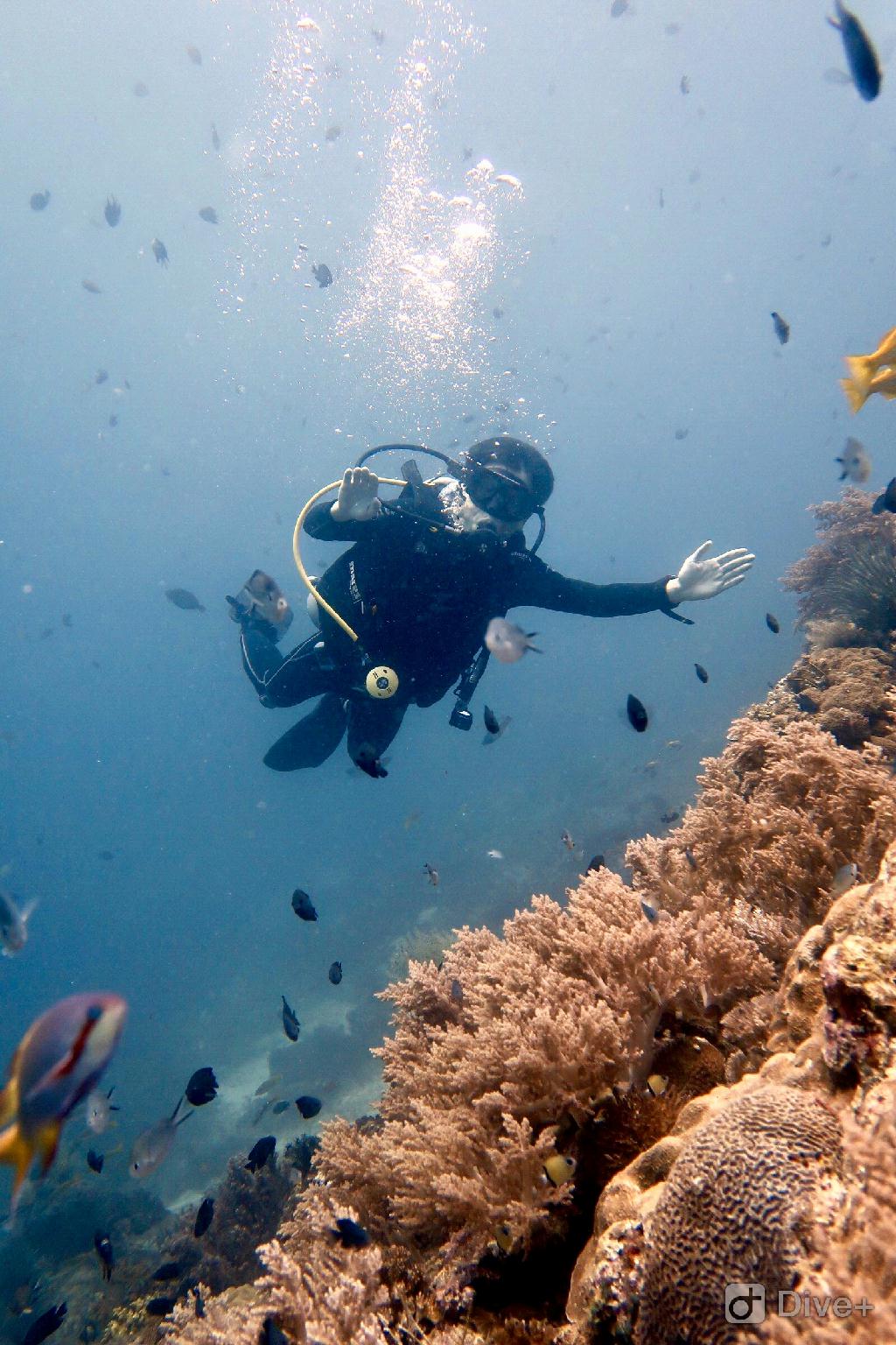 balicasag fun dive - balicasag，菲律宾薄荷岛 - black forest,bohol