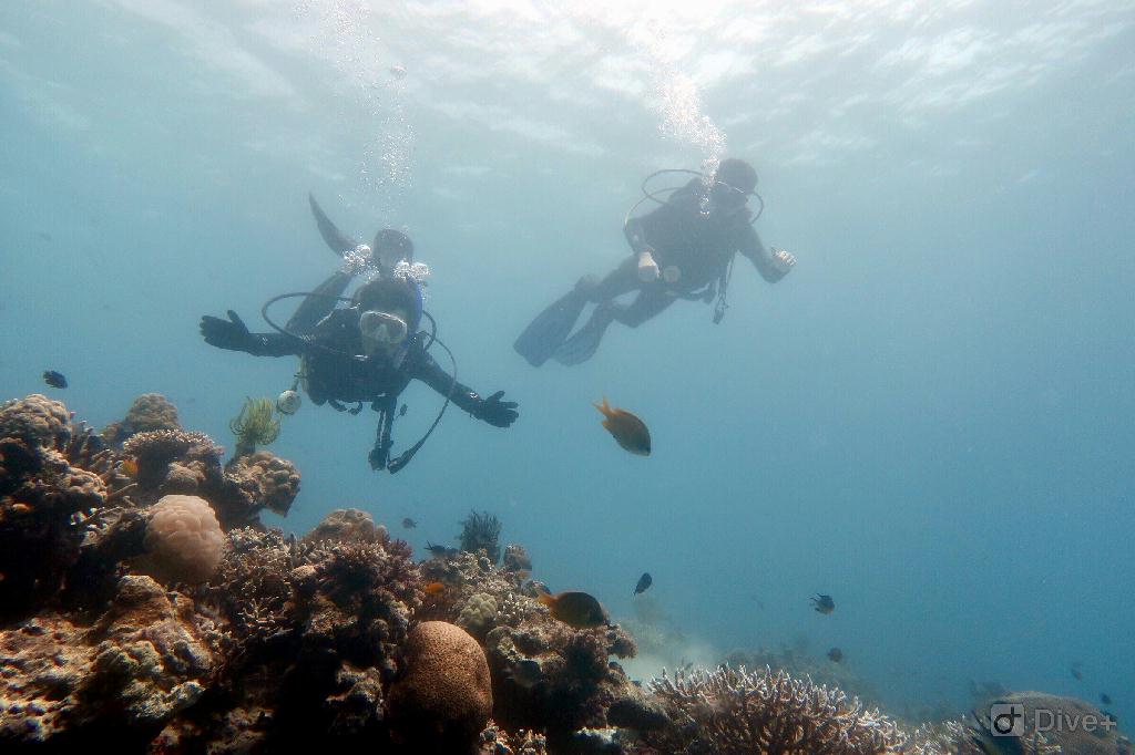fun dive - bohol,菲律宾 - kalipayan,panglao