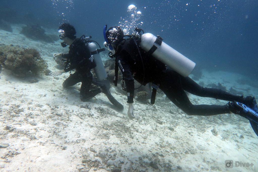 fun dive - bohol,菲律宾 - kalipayan,panglao