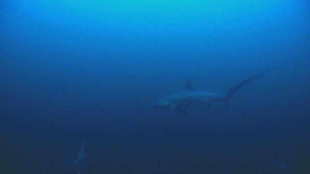 Malapascua Johan Dive - Malapascua Johan Dive - Monad Shoal