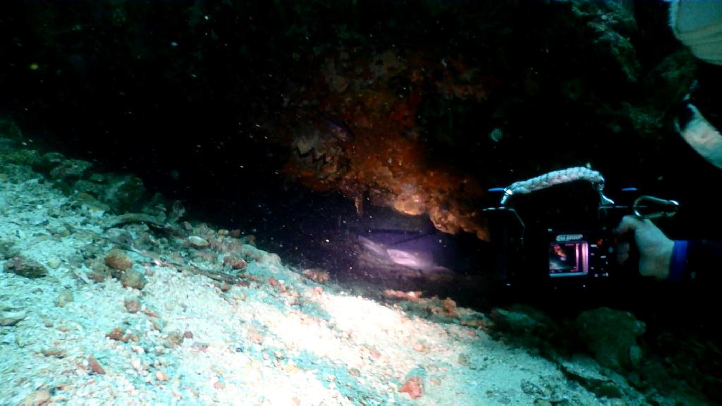 Gato Island 다이빙 - Malapascua Johan Dive - Gato Island South-west