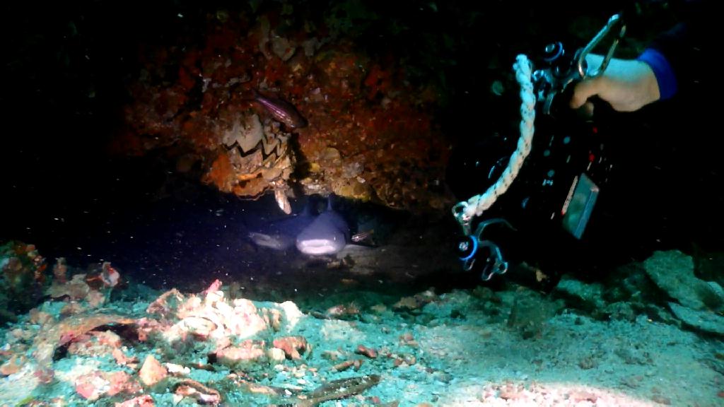 Gato Island 다이빙 - Malapascua Johan Dive - Gato Island South-west