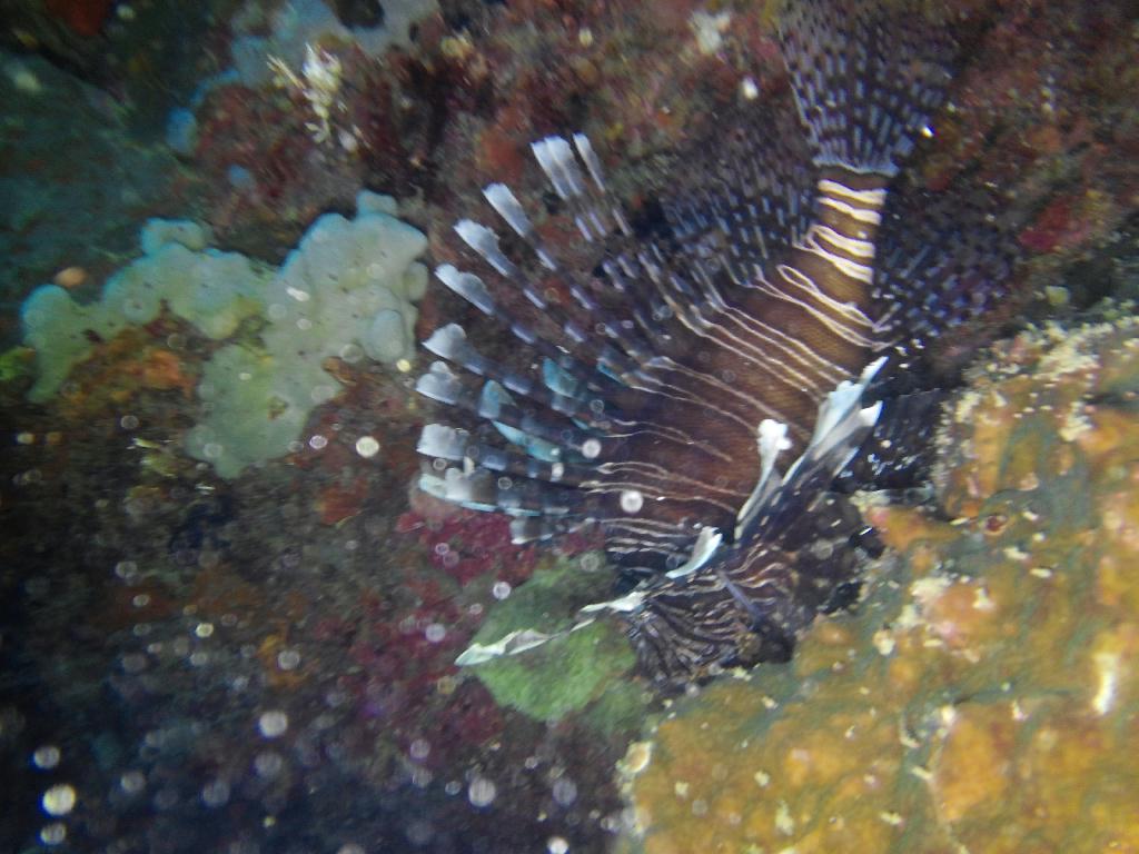 2차 체크 다이빙 - 보홀 팡글라오 - 비비시(bbc)