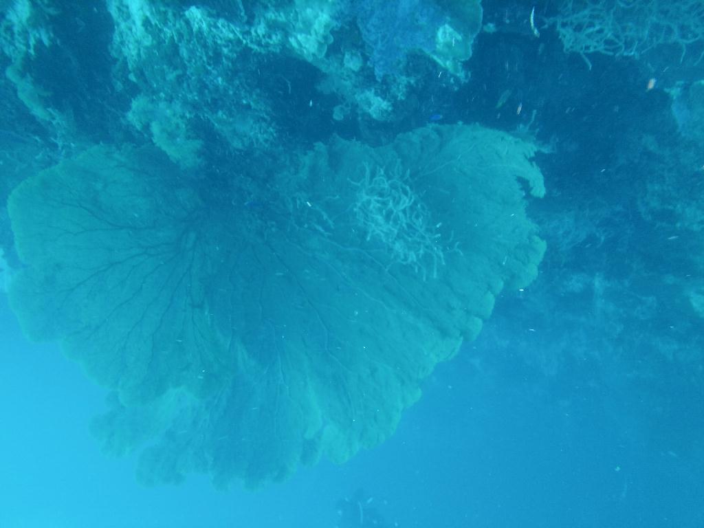 2차 체크 다이빙 - 보홀 팡글라오 - 비비시(bbc)