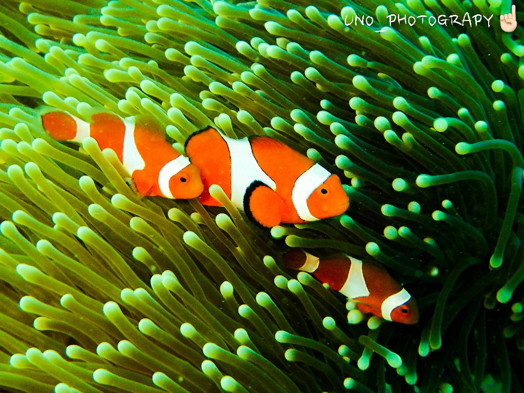 디퍼다이브 우노강사님 - 필리핀 보홀 팡라오 - 칼리파얀