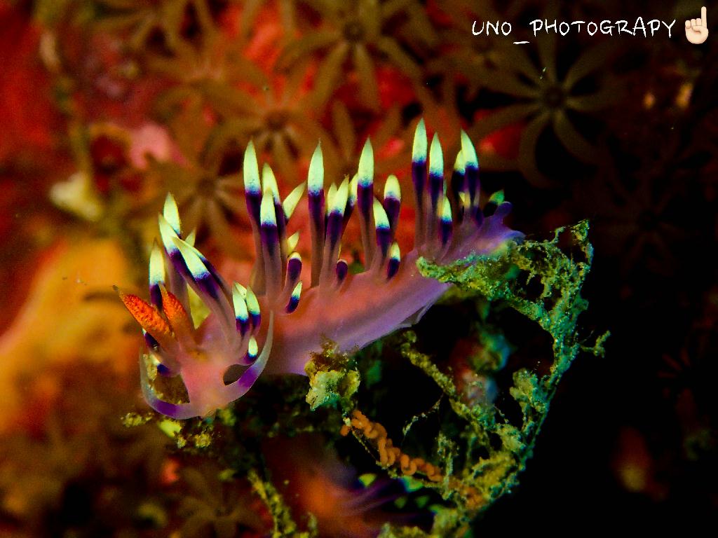 디퍼다이브 우노강사님 - 필리핀 보홀 팡라오 - 칼리파얀