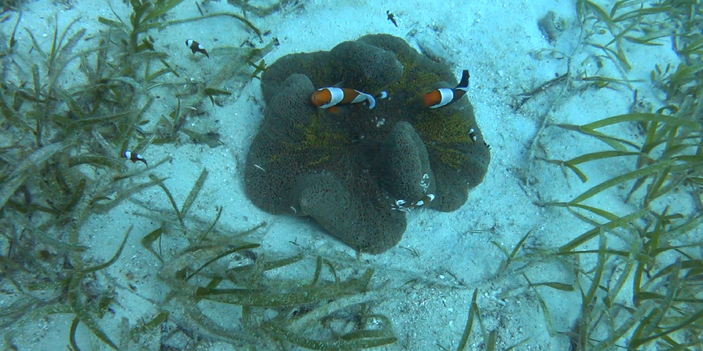 디퍼다이브 이태희강사님 - 필리핀 보홀 팡라오 - Kalipayan Hide