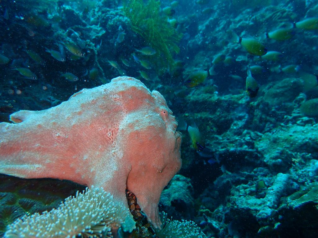 디퍼다이브 우노강사님 - 필리핀 보홀 팡라오 - 칼리파얀