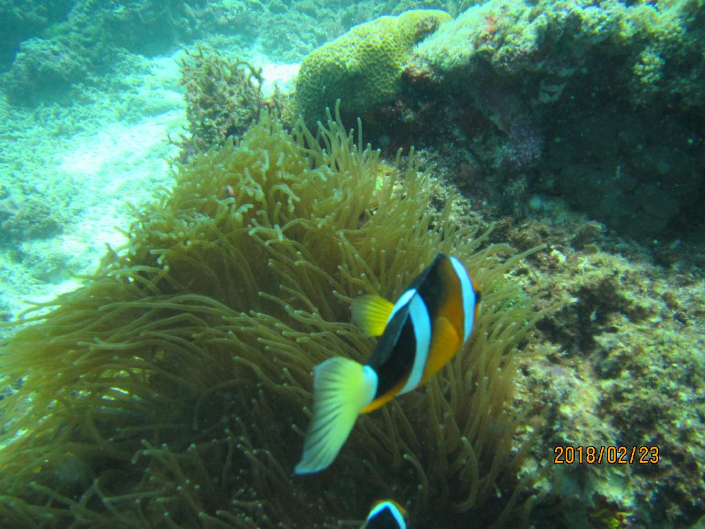 펀다이빙 - 필리핀 막탄 라푸라푸 - 꼰티끼