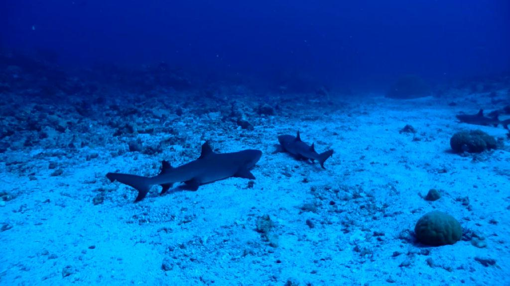 Blue Corner incoming - PALAU Blue corner Hotel - Blue corner