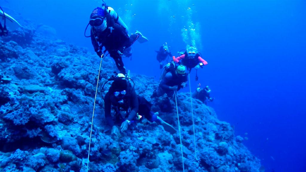 블루코너의 동생격인 시애스코너 - PALAU Blue corner Hotel - Siaes Coener