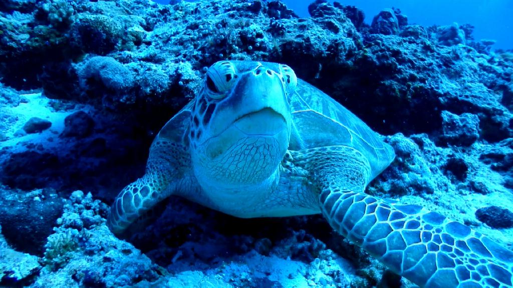 Blue Corner incoming - PALAU Blue corner Hotel - Blue corner