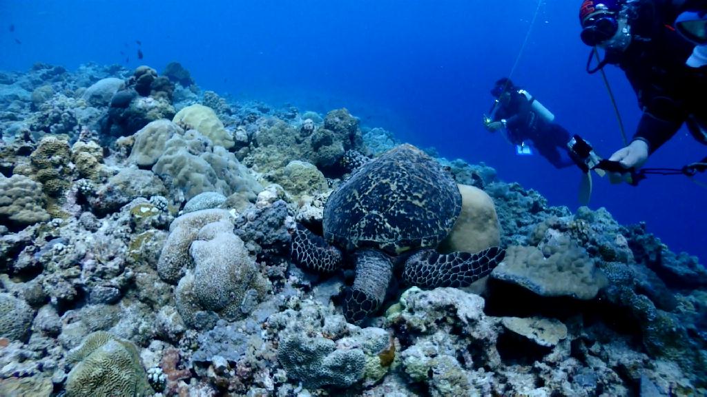 블루코너의 동생격인 시애스코너 - PALAU Blue corner Hotel - Siaes Coener