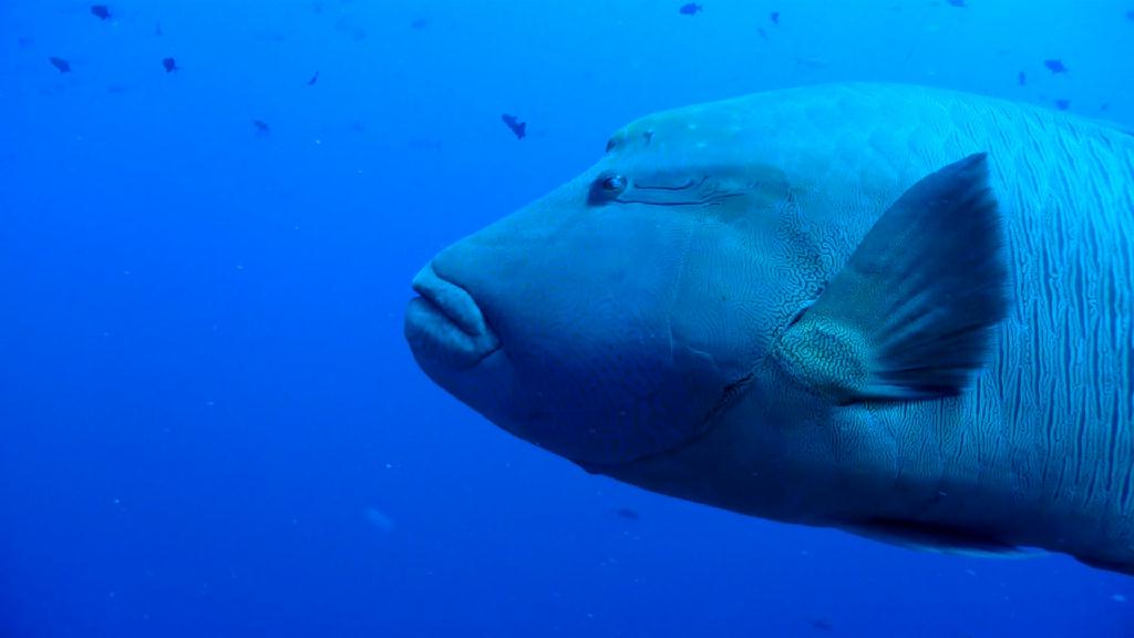 Blue Corner incoming - PALAU Blue corner Hotel - Blue corner