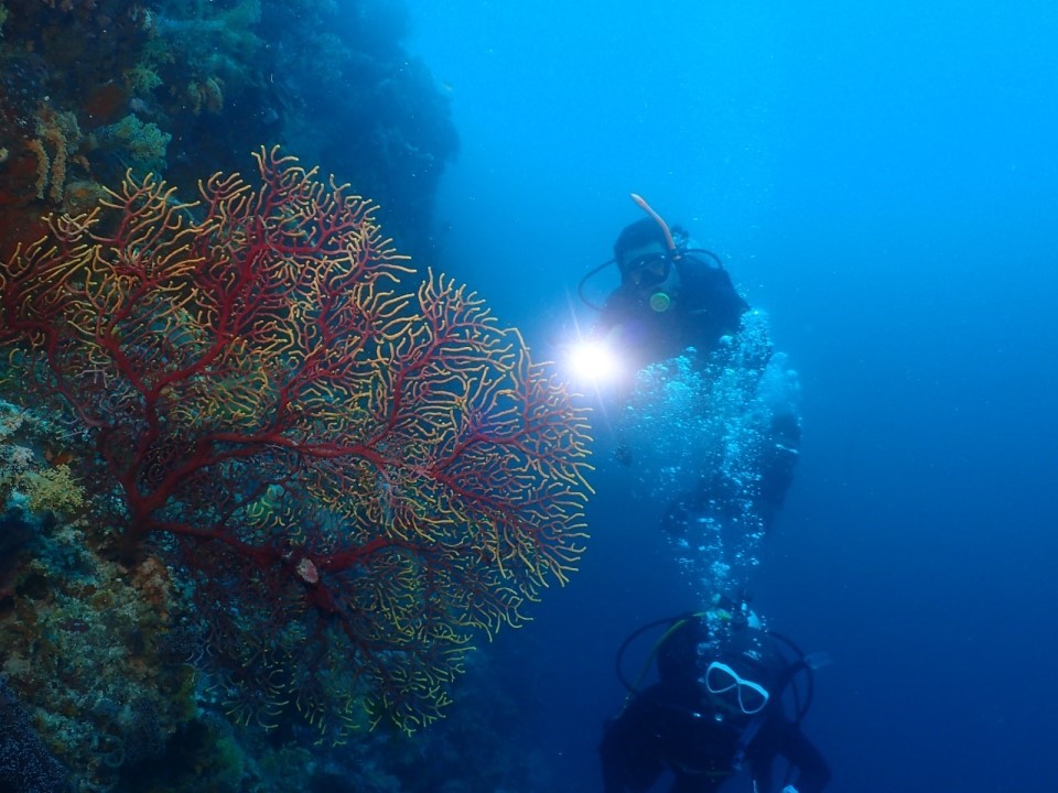 올랑고 탈라이 탐사 - 필리핀 세부 와이다이브 - 올랑고 탈라이