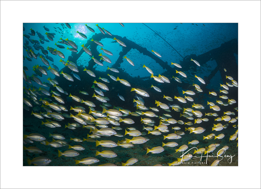 Similan Island, Thailand - Boonsung Wreck