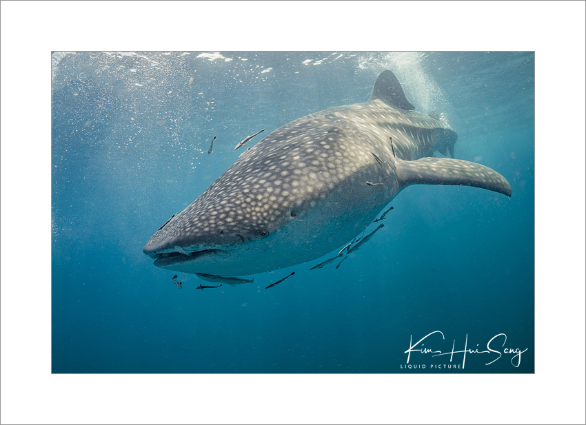 Similan Island, Thailand - Boonsung Wreck
