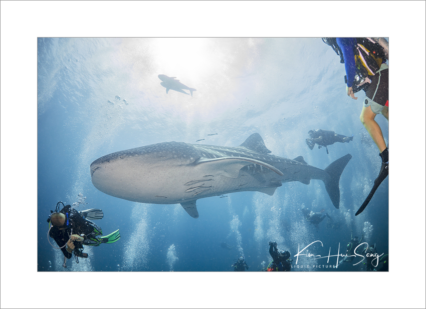 Similan Island, Thailand - Boonsung Wreck