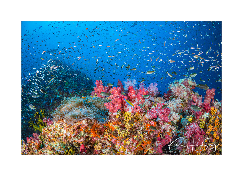 Similan Island, Thailand - Richelieu Rock