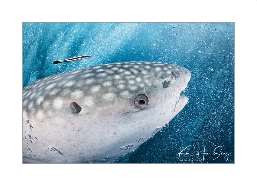 Similan Island, Thailand - Boonsung Wreck