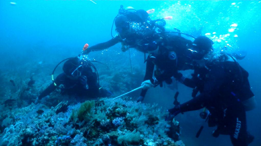 Canyons 조류체험 - Sabang Blue Water Dive Resort - Canyons