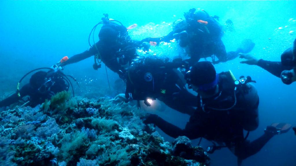 캐년에서 조류 즐기기 - Sabang Blue Water Dive Resort - Canyons