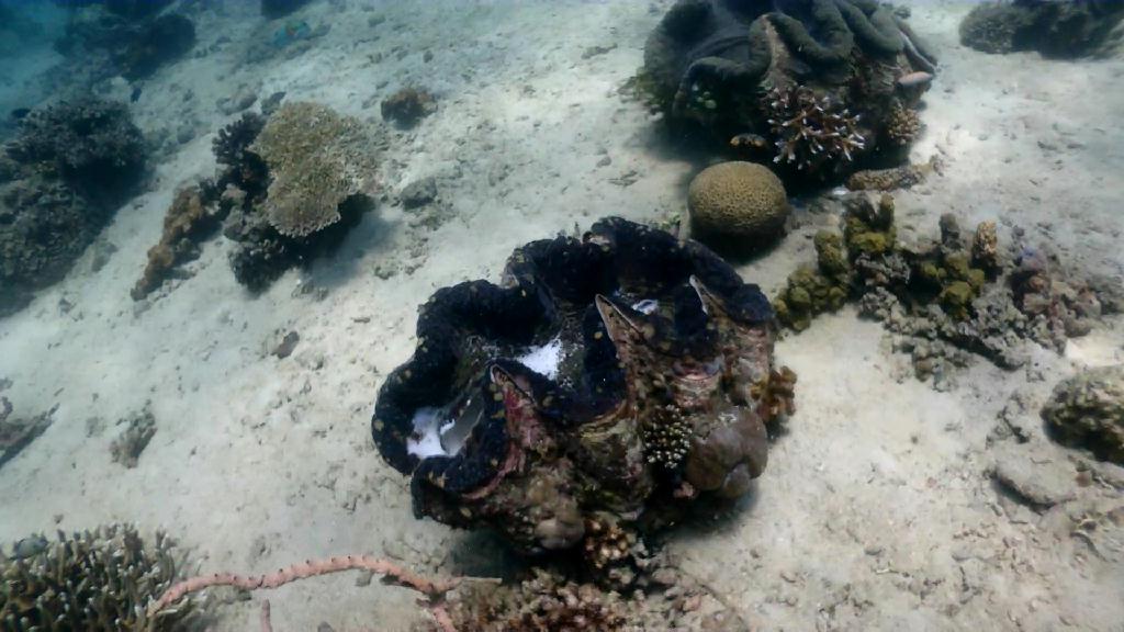 대왕조개 관찰 - Sabang Blue Water Dive Resort - The Hill
