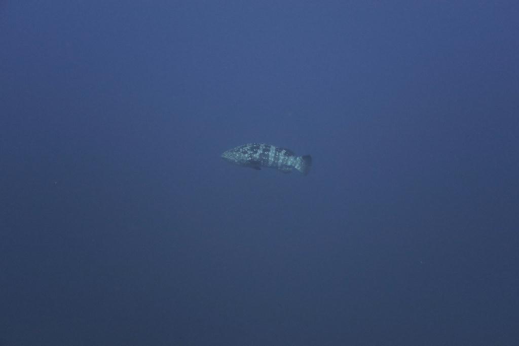 koh bon