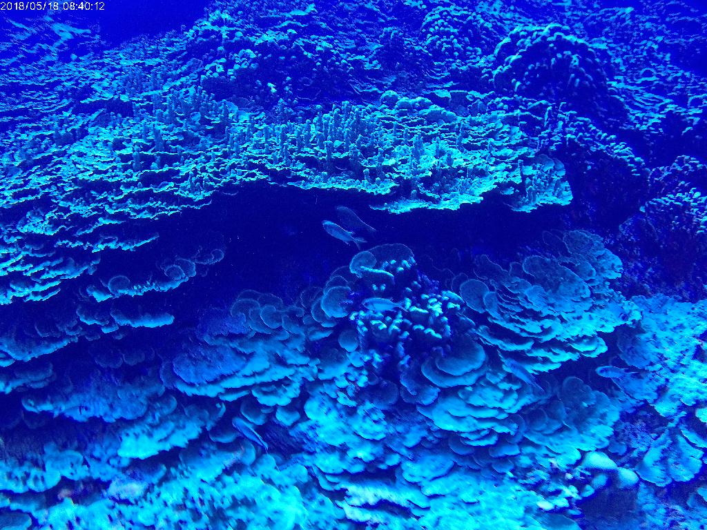 펀다이빙 - 사이판 - 아이스크림