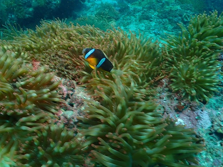 펀다이빙 - 제주도 굿다이버 - 섶섬