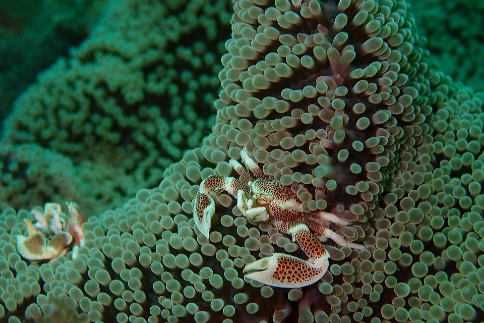 펀 다이빙 - 코타기나발루 - 다금바리사육장 및 수중정원 포인트