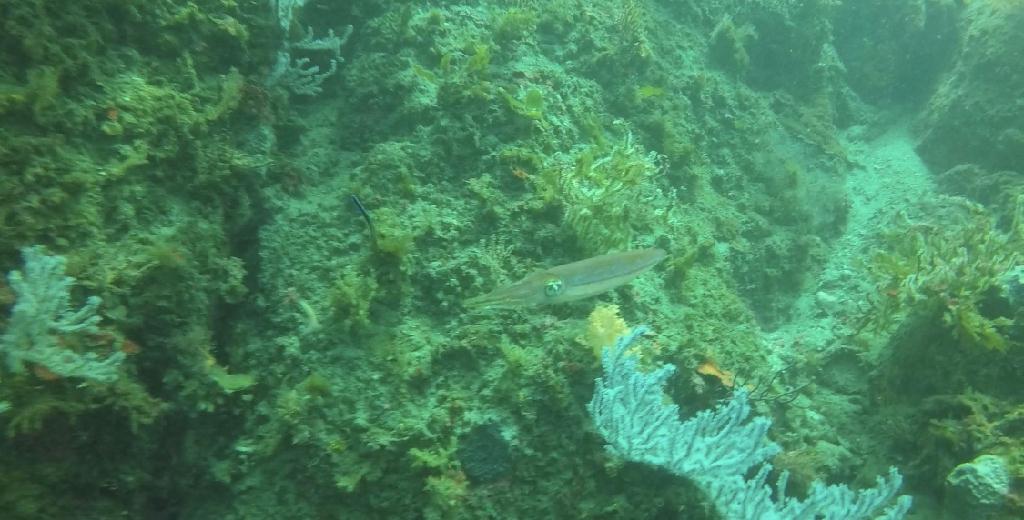 제주 굿다이버 - 섶섬