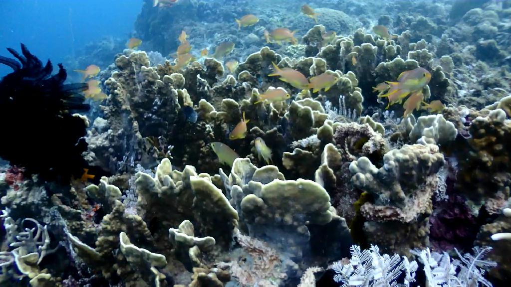 세부 투어 - Cebu CNC Dive Resort - Plantation Beach