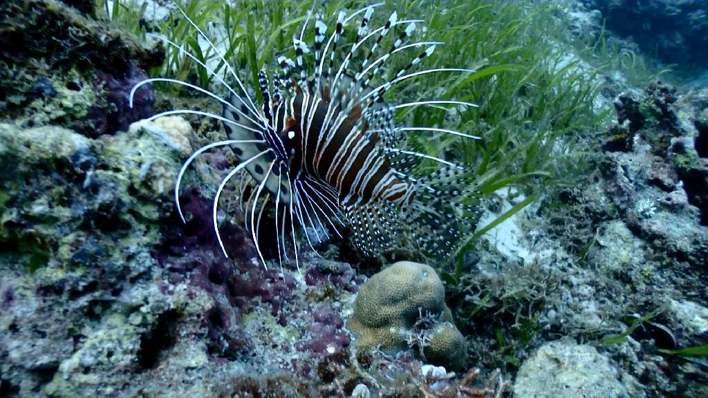 세부 투어 - Cebu CNC Dive Resort - Plantation Beach