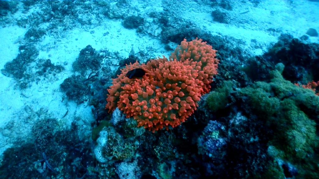 Cebu tour - Cebu CNC Dive Resort - Tambuly airplane