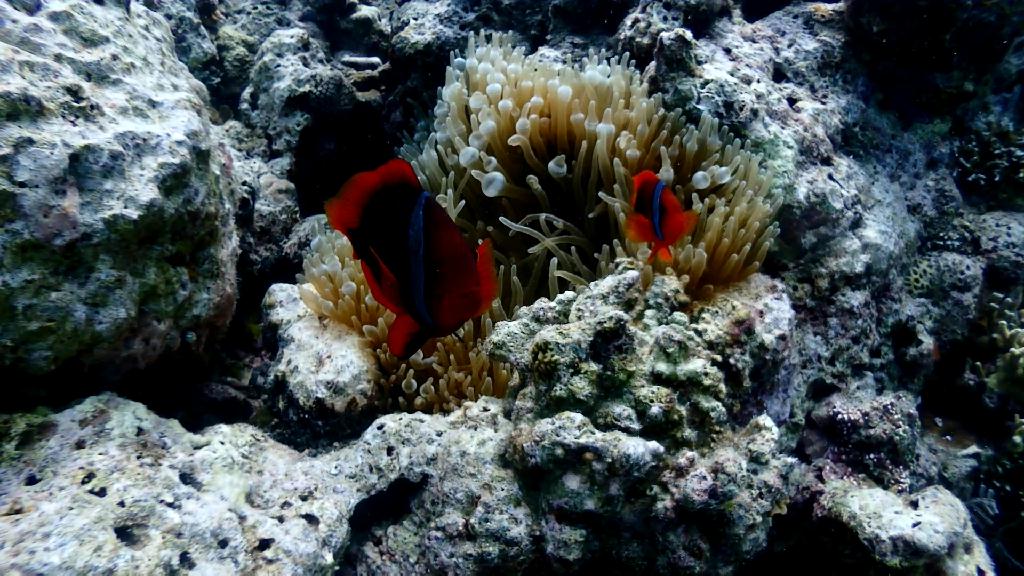 Nalusuan deep - Cebu CNC Dive Resort - Nalusuan deep