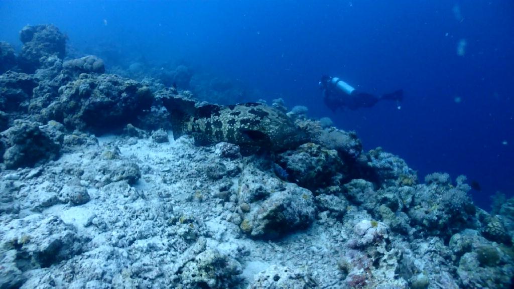 Nalusuan 산호초 피딩 - Cebu CNC Dive Resort - Nalusuan 산호 피딩