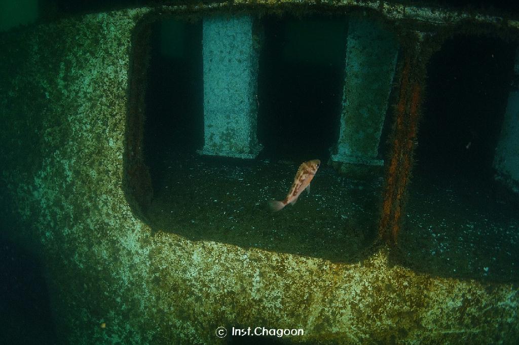 펀다이빙, 난파선 - 양양 인투더씨 - 난파선