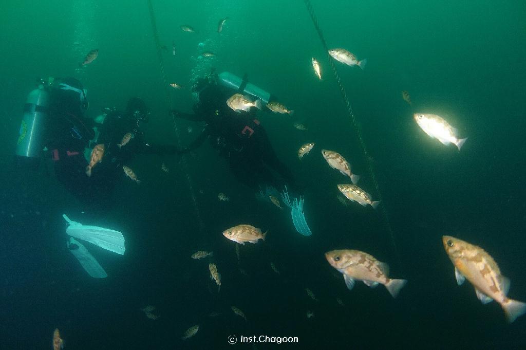펀다이빙, 난파선 - 양양 인투더씨 - 난파선