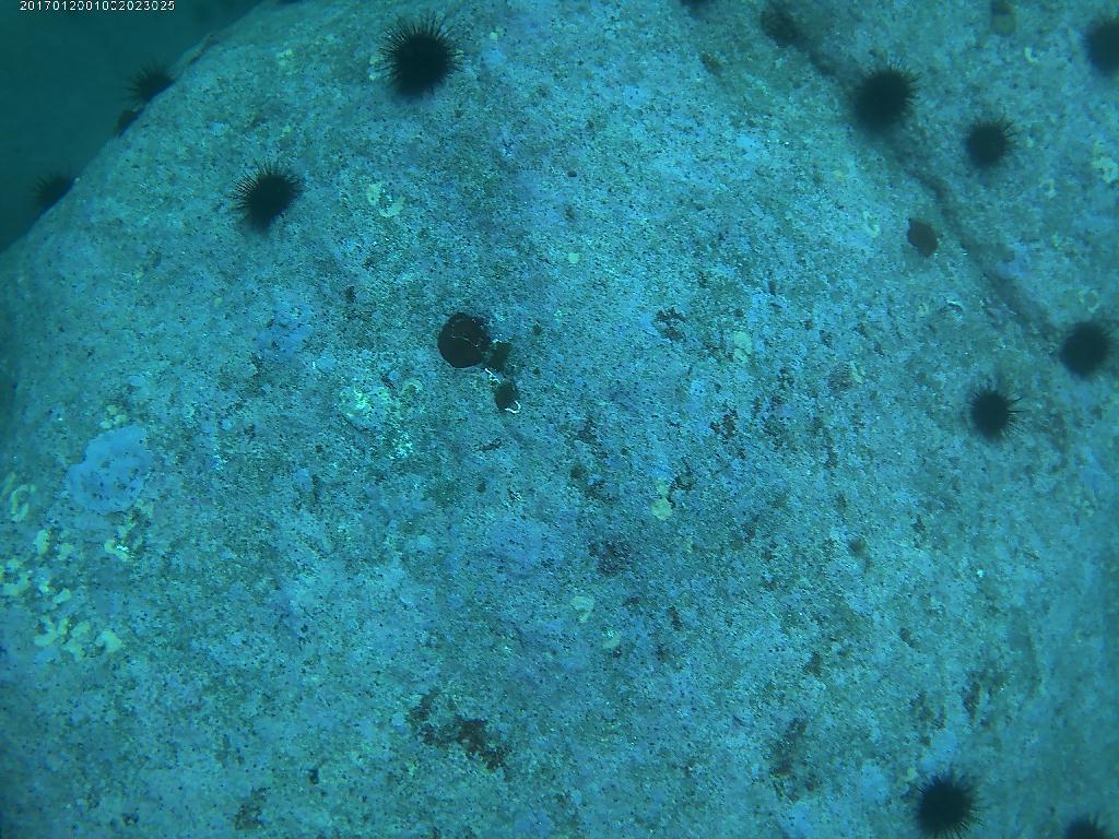 양양 38스쿠버 - 모자반