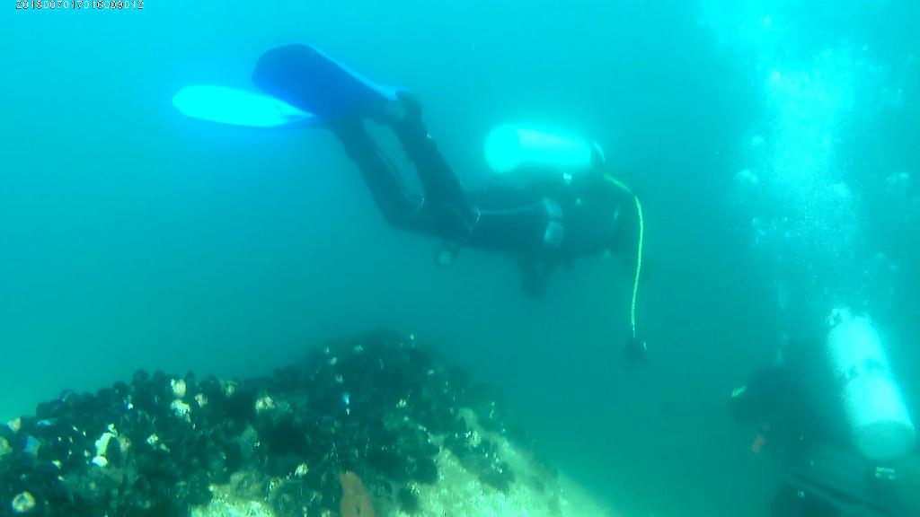 양양 38스쿠버 - 모자반