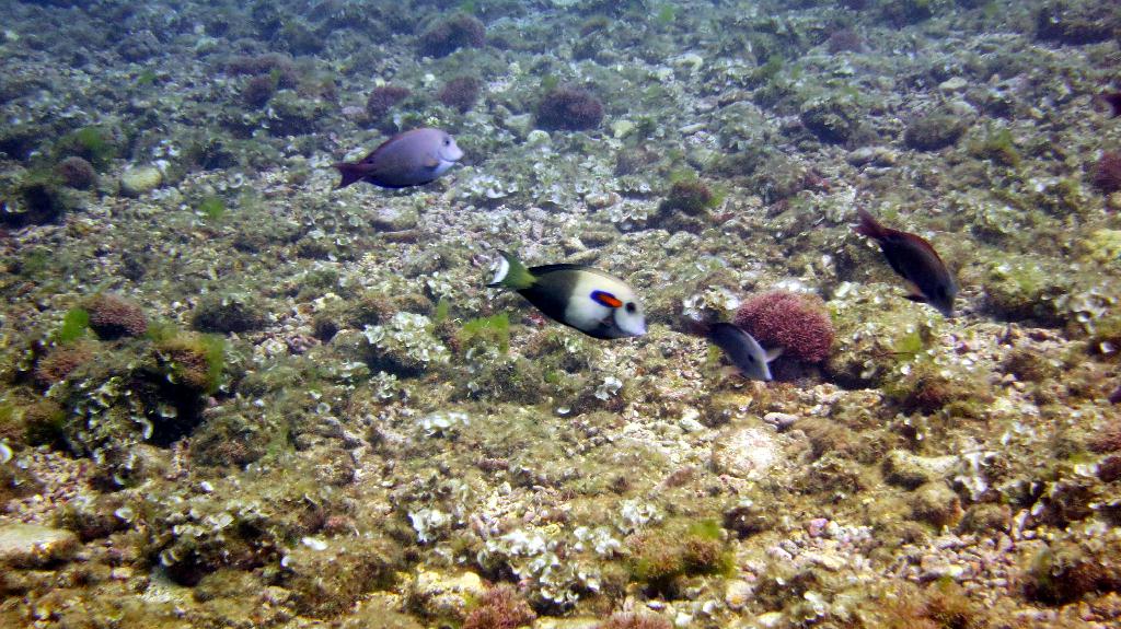 Saipan - Lau Lau (right side)