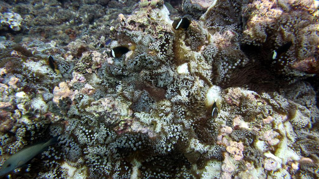 Saipan - Lau Lau (right side)