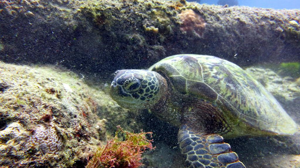 Saipan - Lau Lau (right side)