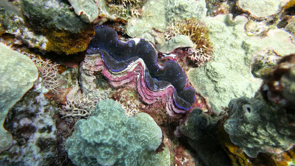 Saipan - Lau Lau (left side)